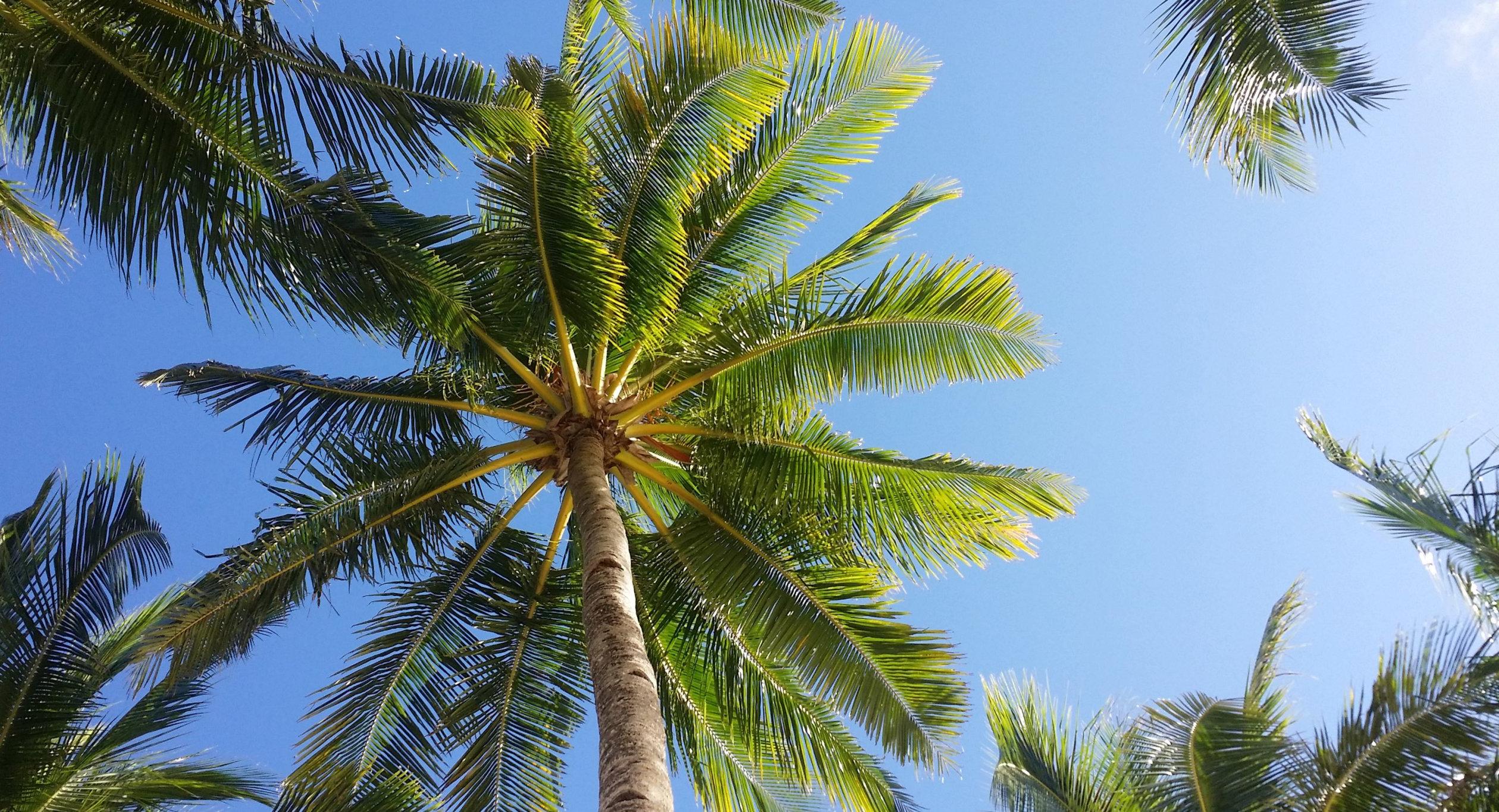 一群棕榈树映衬着蓝天.